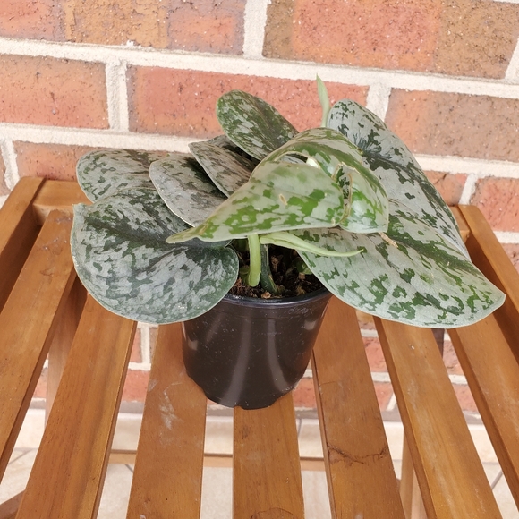 SOLD 🌱Scindapsus Pictus Exotica 3.5" pot - Picture 4 of 11